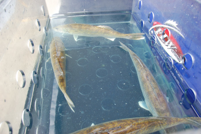 4F5EA1BD-3881-4A17-9603-ABAC0E08F2DA