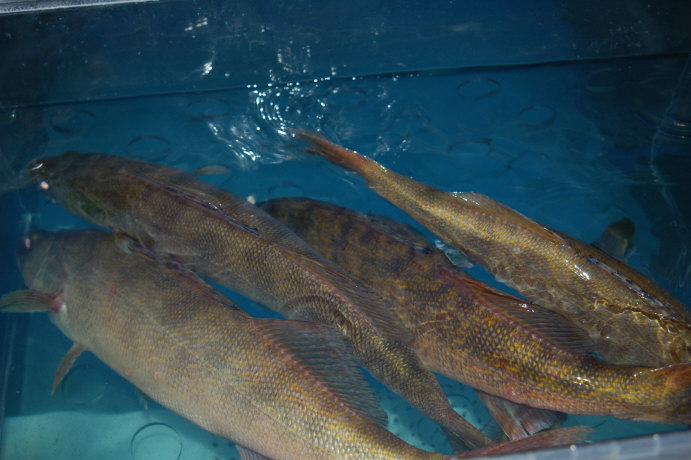 59F22D8C-AE1B-4A3C-939E-6D80D1433635