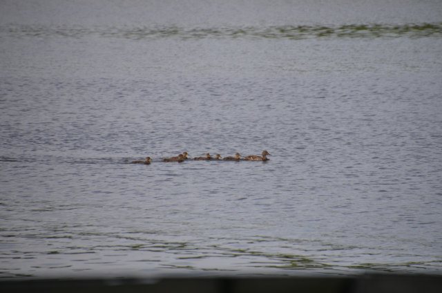 C77098F7-DDEB-4EF3-A43E-FFEA0F275EFD