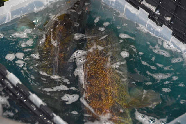 D4F89657-3D23-4229-A47A-F1C06C2DC8D6