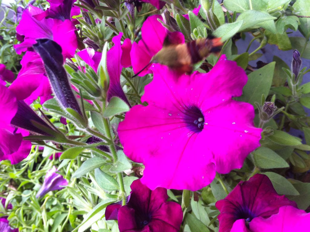 D5B11425-A845-40C9-9946-7D10BCC6DE67