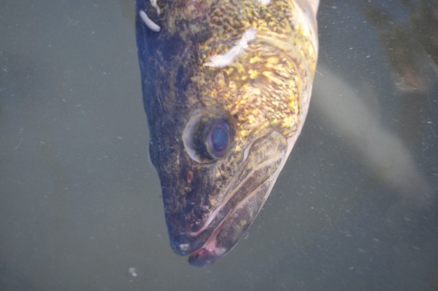 A1BADEAD-3D77-4F22-85DB-65932135B996