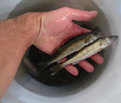 WWI Walleye in                                                Pail