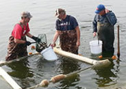 WWI                                        Pond Harvest