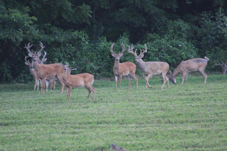 Cedar Ridge Whitetails Field of dreams at Cedar Ridge Whitetails. | WhitetailFIRST